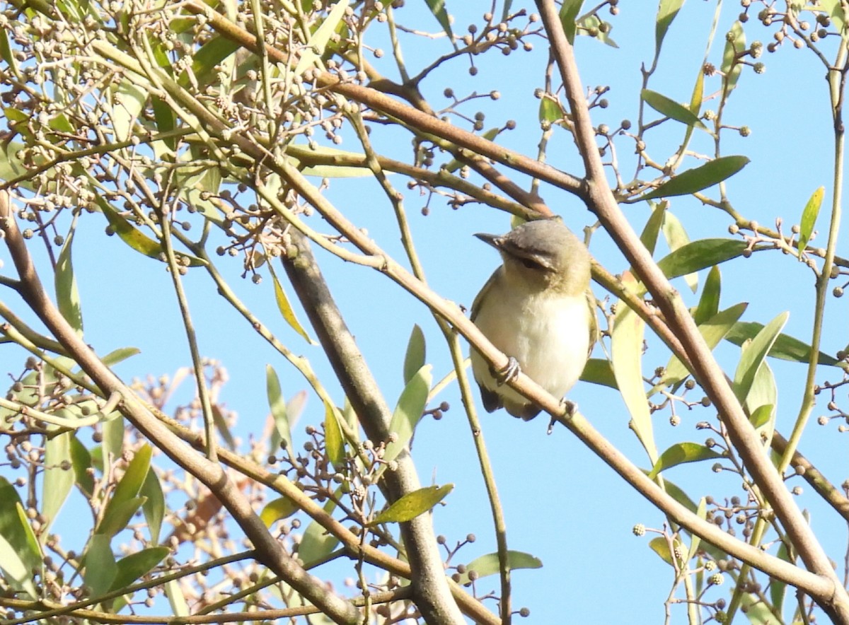 Red-eyed Vireo - Harley Gómez Ramírez