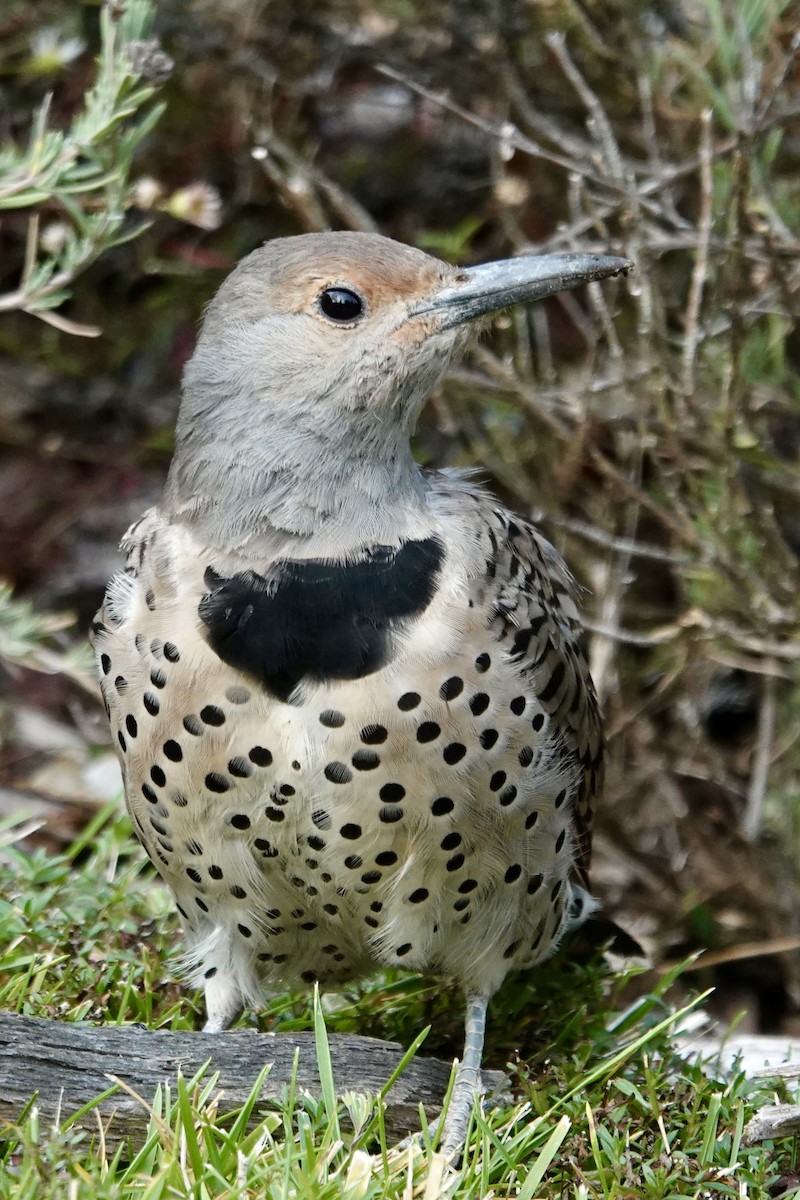 Northern Flicker - ML625573424