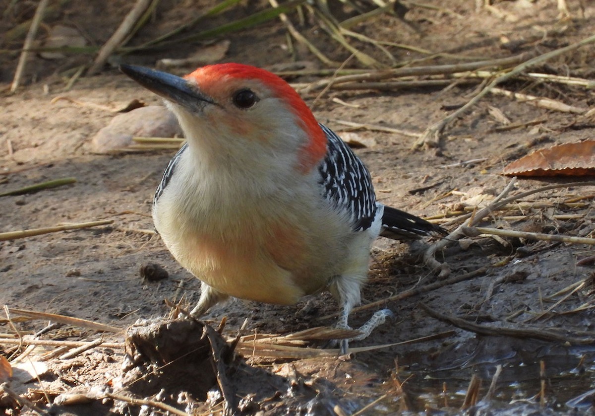 Red-bellied Woodpecker - ML625573427