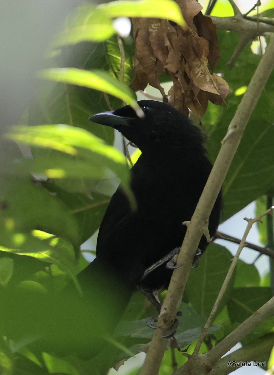 Lowland Sooty Boubou - ML625573442