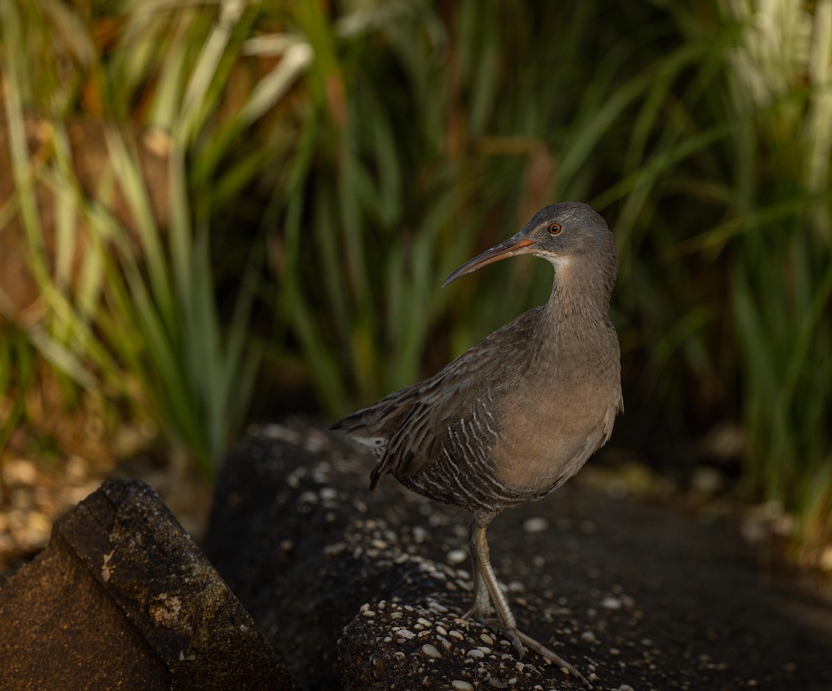 Clapper Rail (Atlantic Coast) - ML625573557