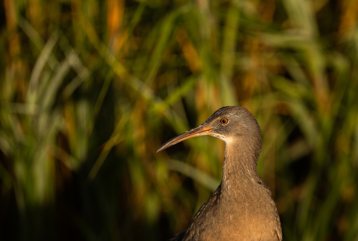 Clapper Rail (Atlantic Coast) - ML625573559