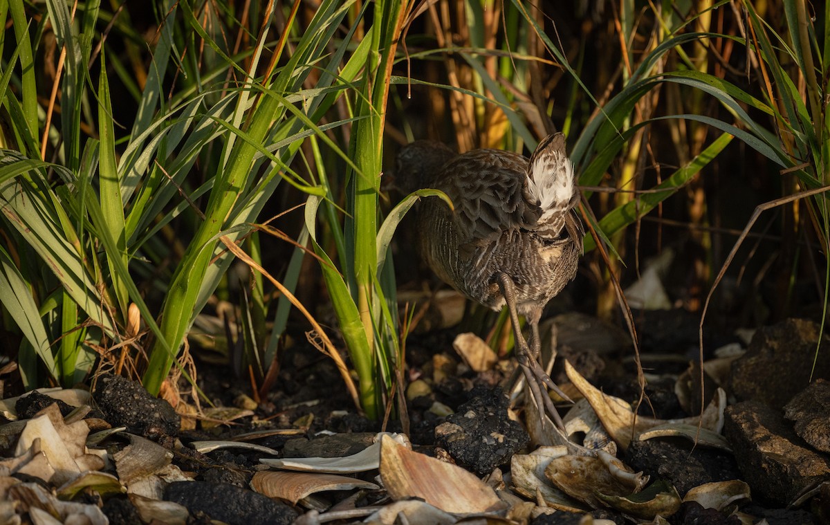 Clapper Rail (Atlantic Coast) - ML625573562