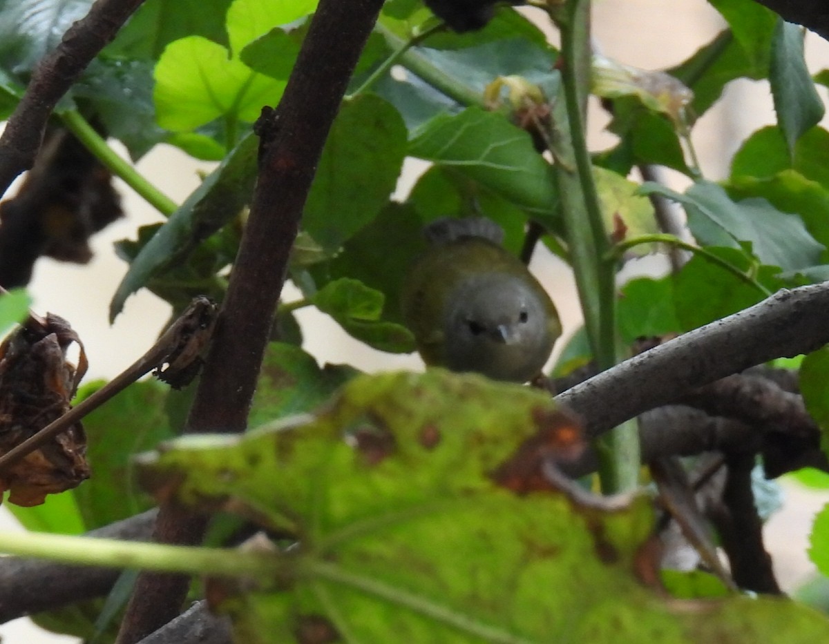 Mourning Warbler - Harley Gómez Ramírez