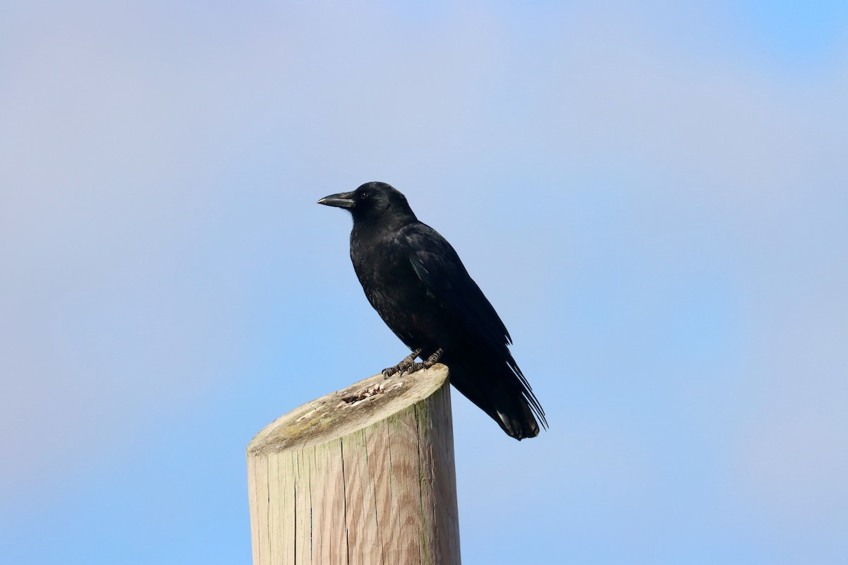 American Crow - ML625573588