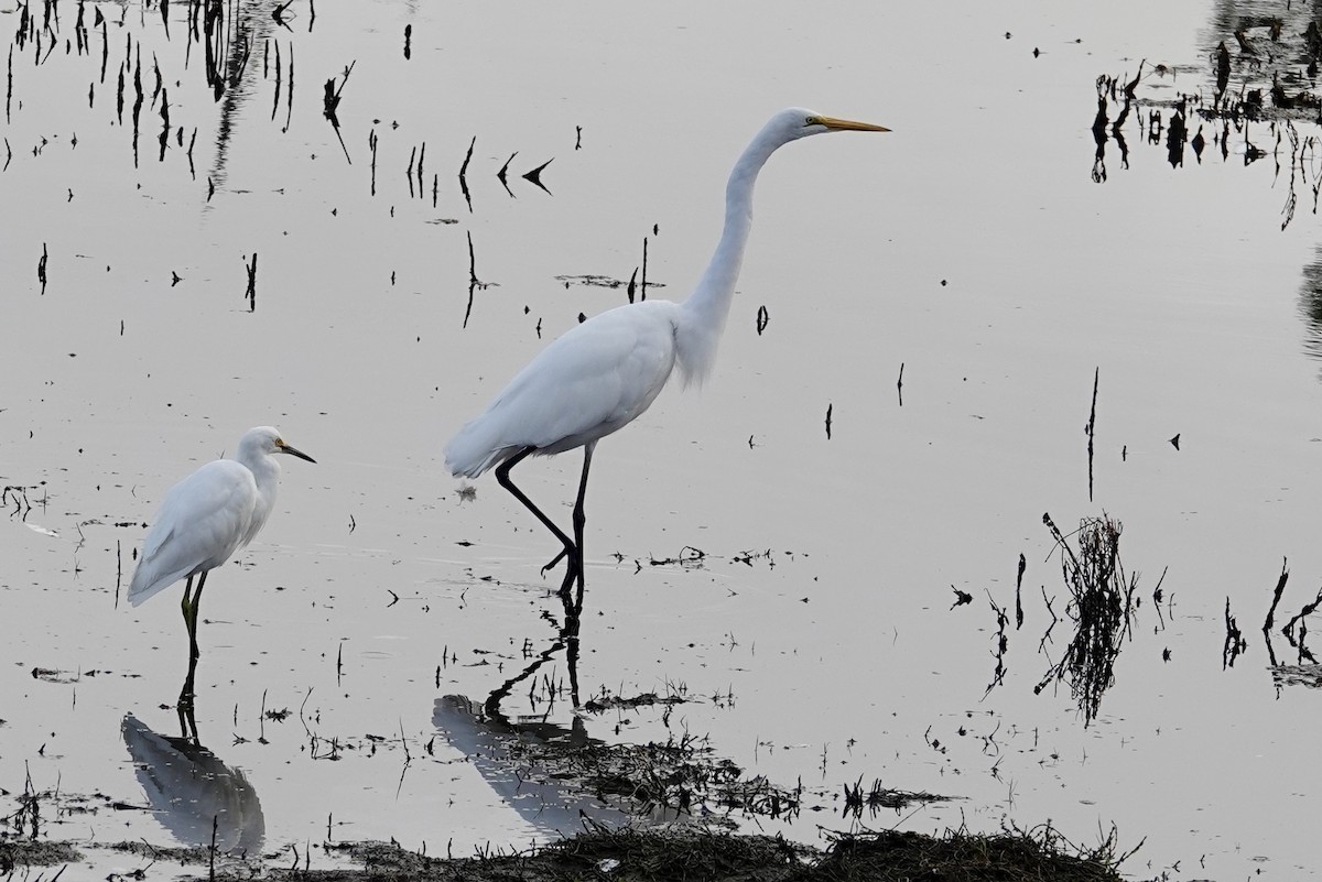 Great Egret - ML625573591