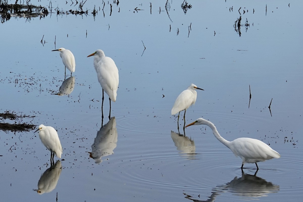 Great Egret - Jolene Cortright