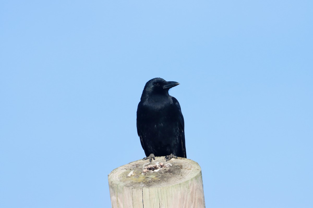 American Crow - ML625573596