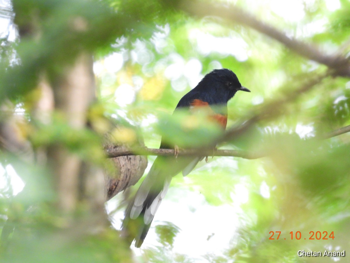 White-rumped Shama - ML625573612