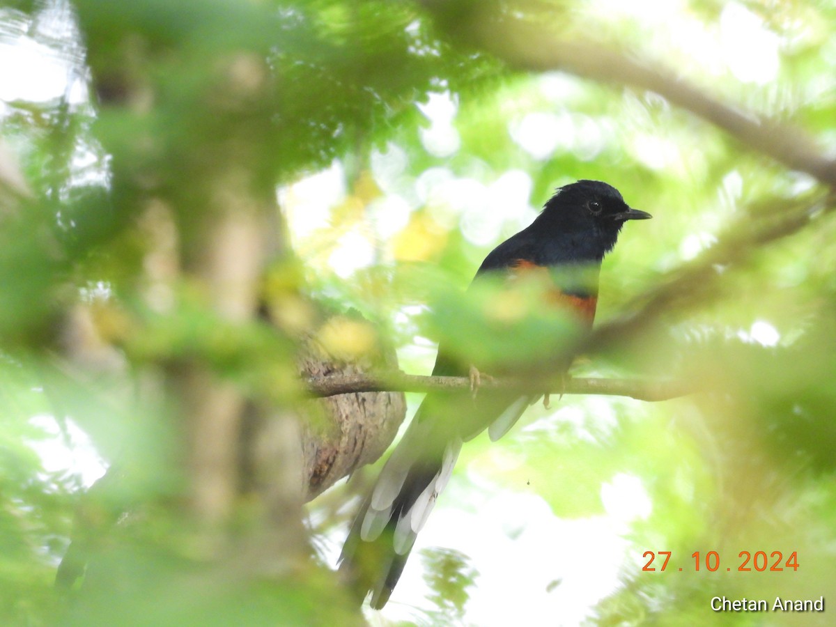 White-rumped Shama - ML625573613