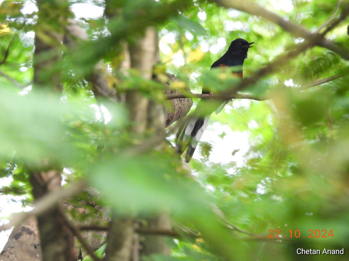 White-rumped Shama - ML625573614