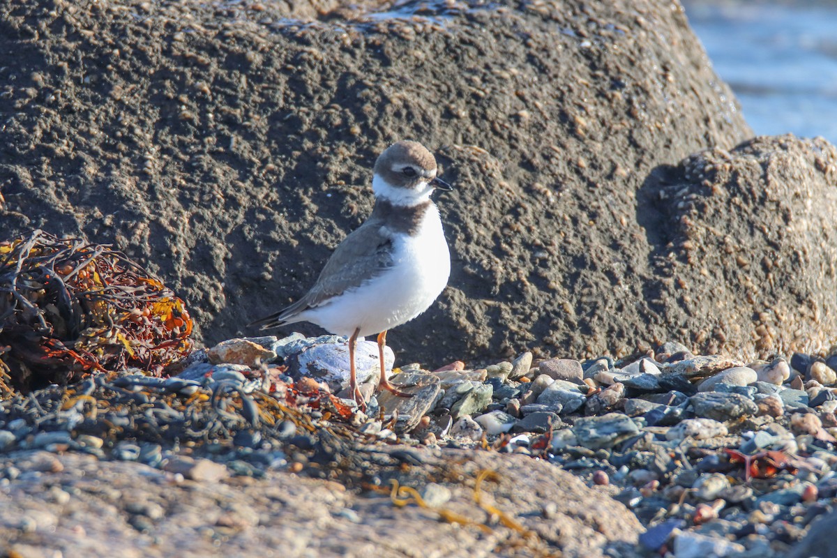 Semipalmated Plover - Zachary Holderby