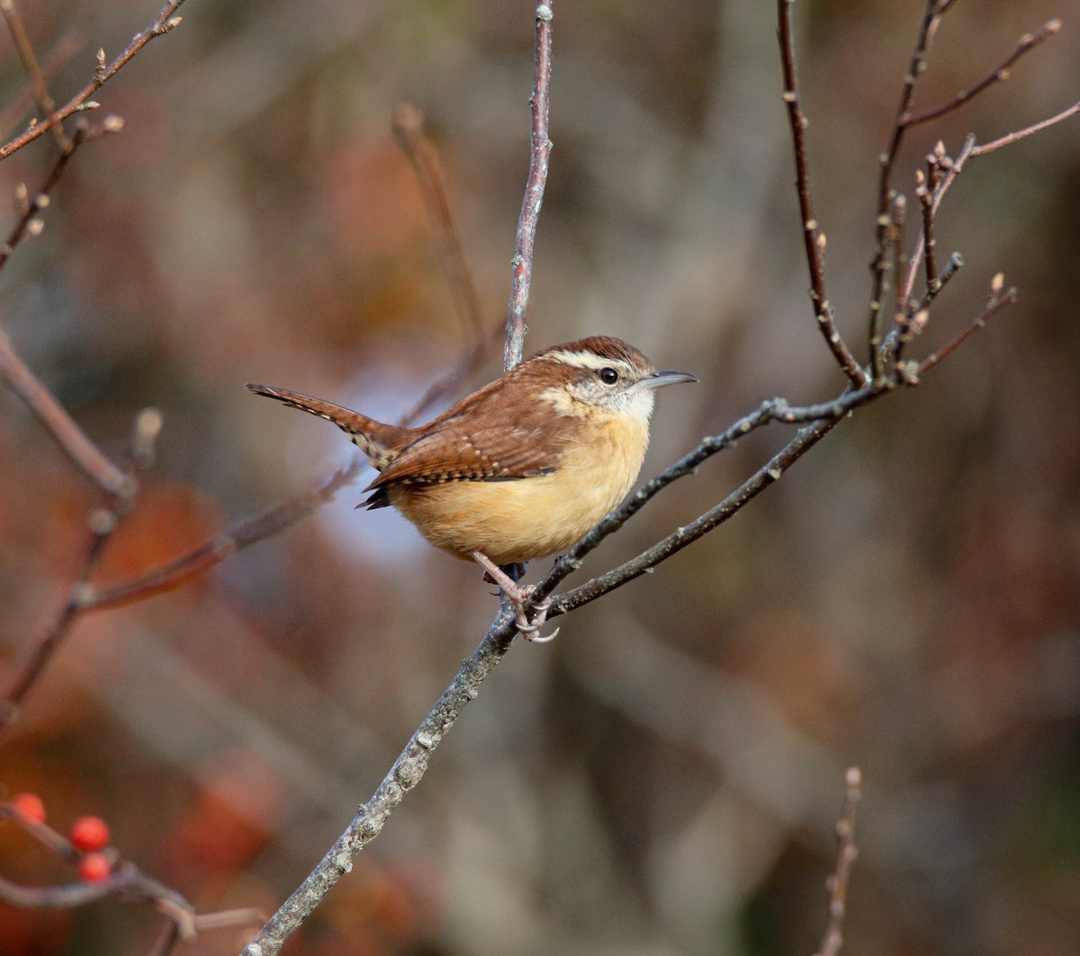 Carolina Wren - Zachary Holderby