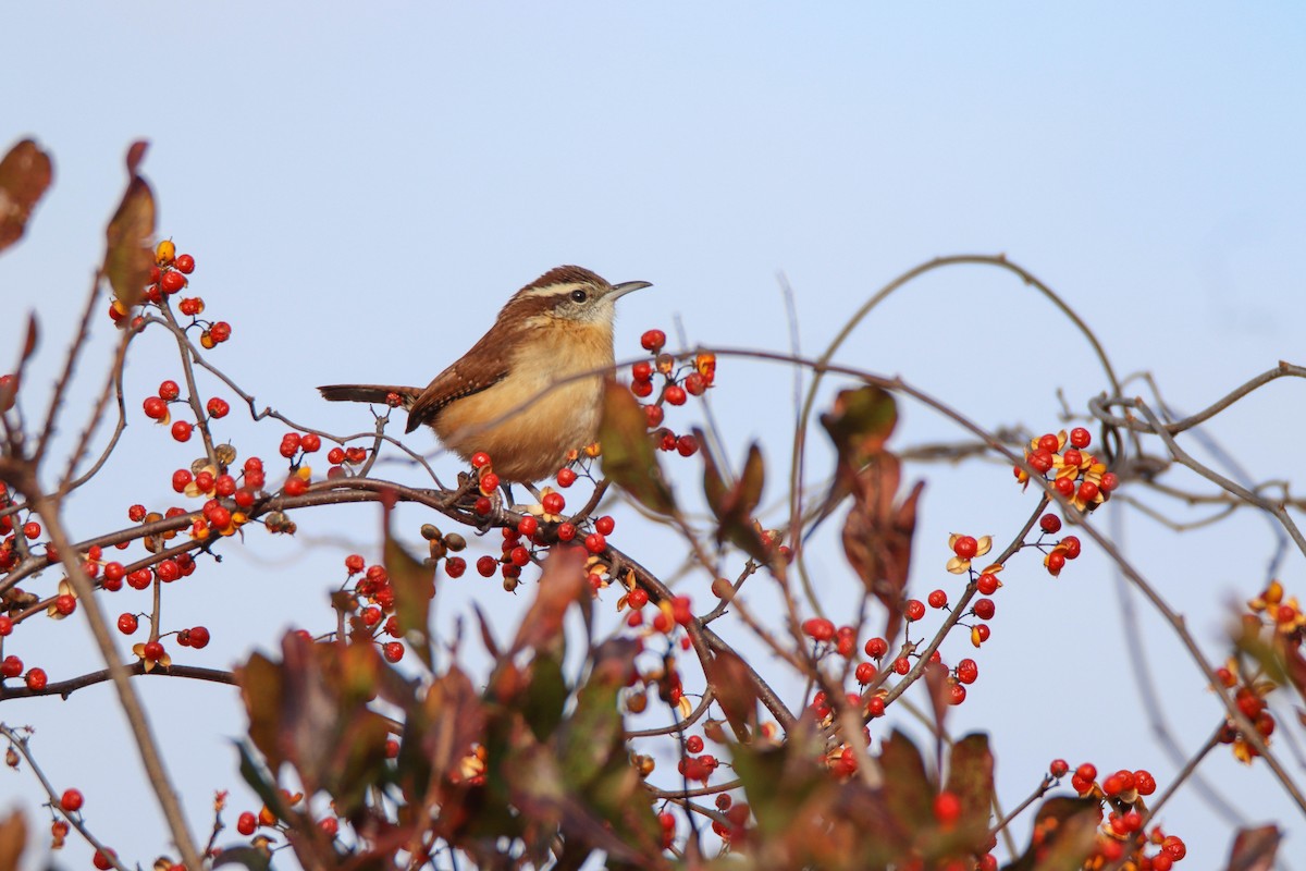 Carolina Wren - Zachary Holderby