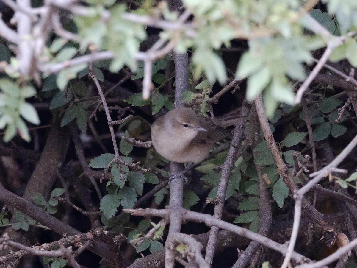 Garden Warbler - David and Judy Smith