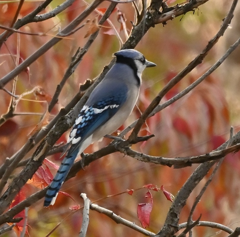 Blue Jay - ML625573772