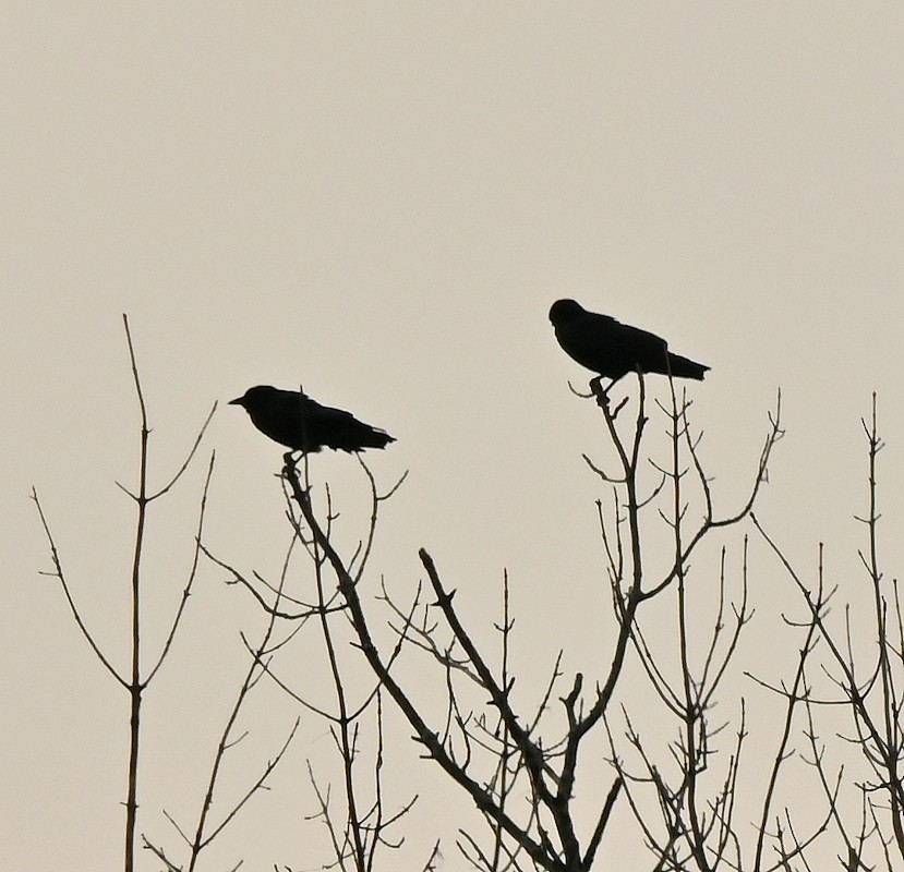 American Crow - ML625573774