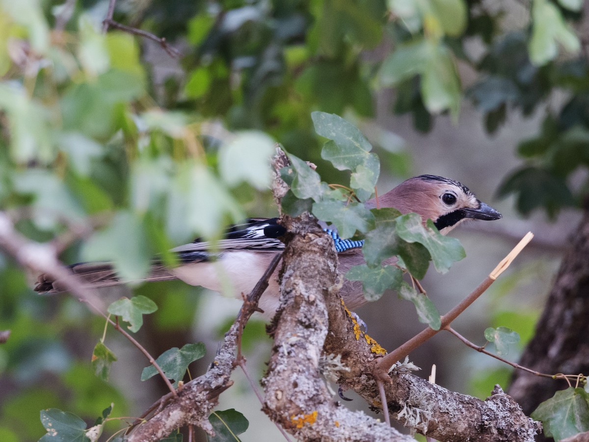 Eurasian Jay - David and Judy Smith