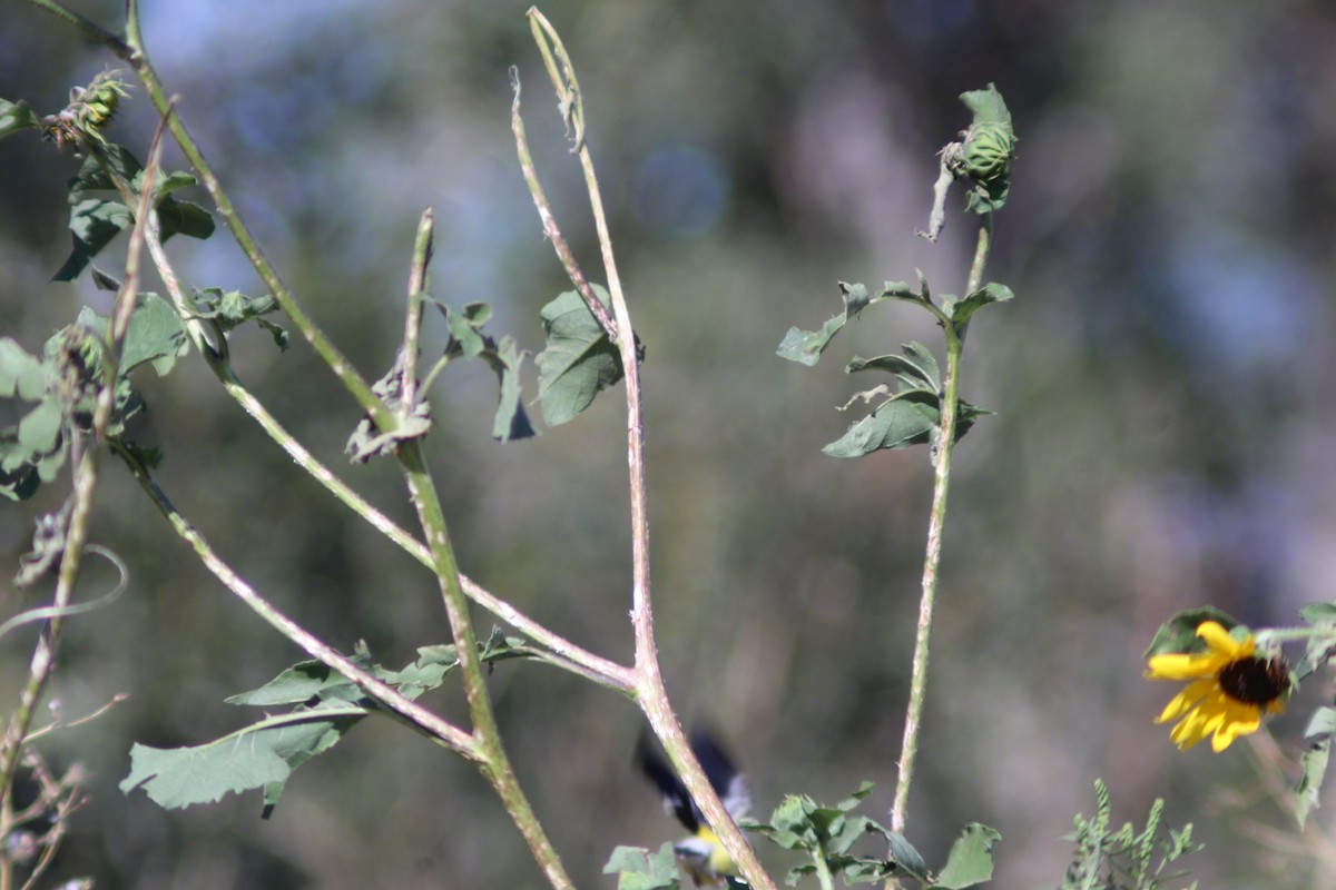 American Goldfinch - Isaac Anderson