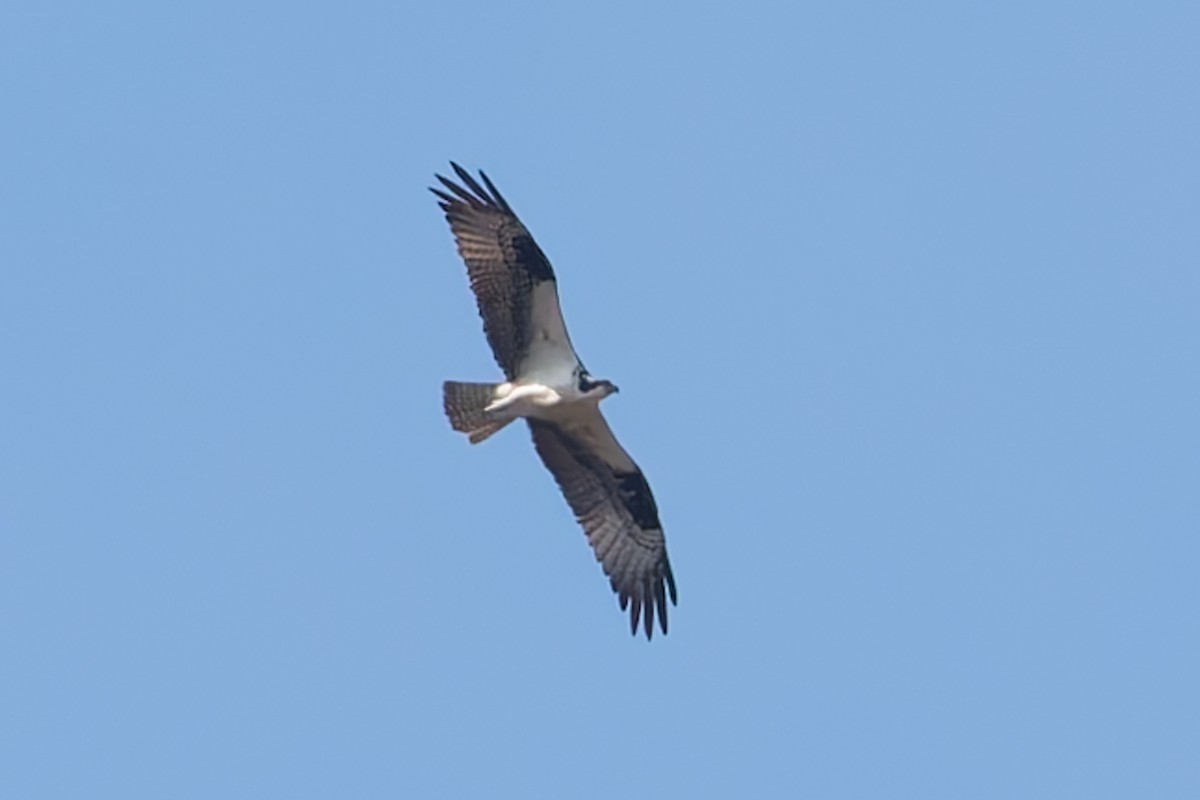 Osprey - ML625573824