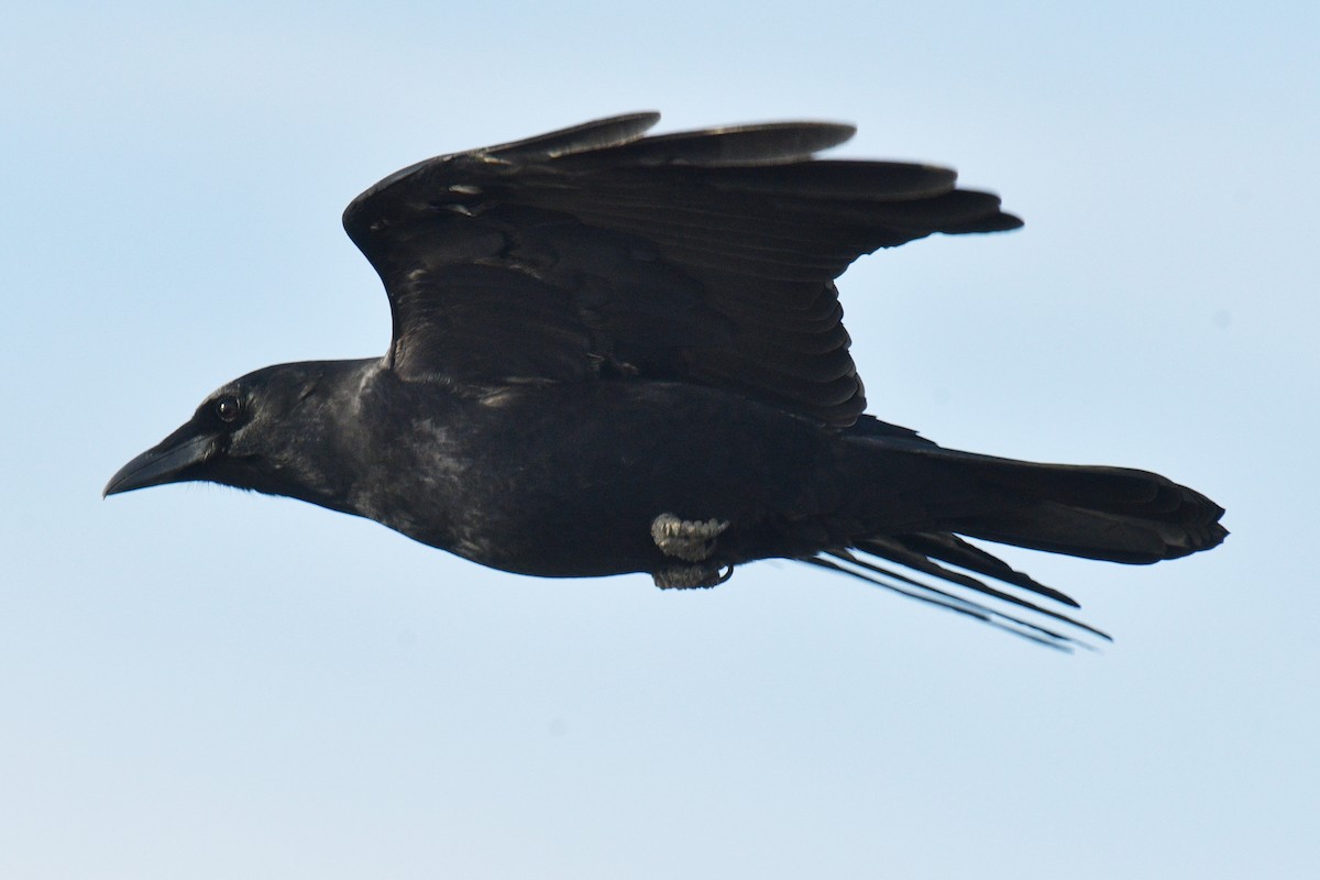 American Crow - ML625573832