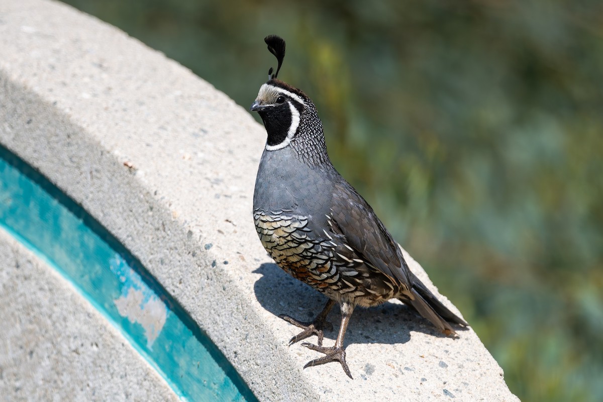 California Quail - ML625573876