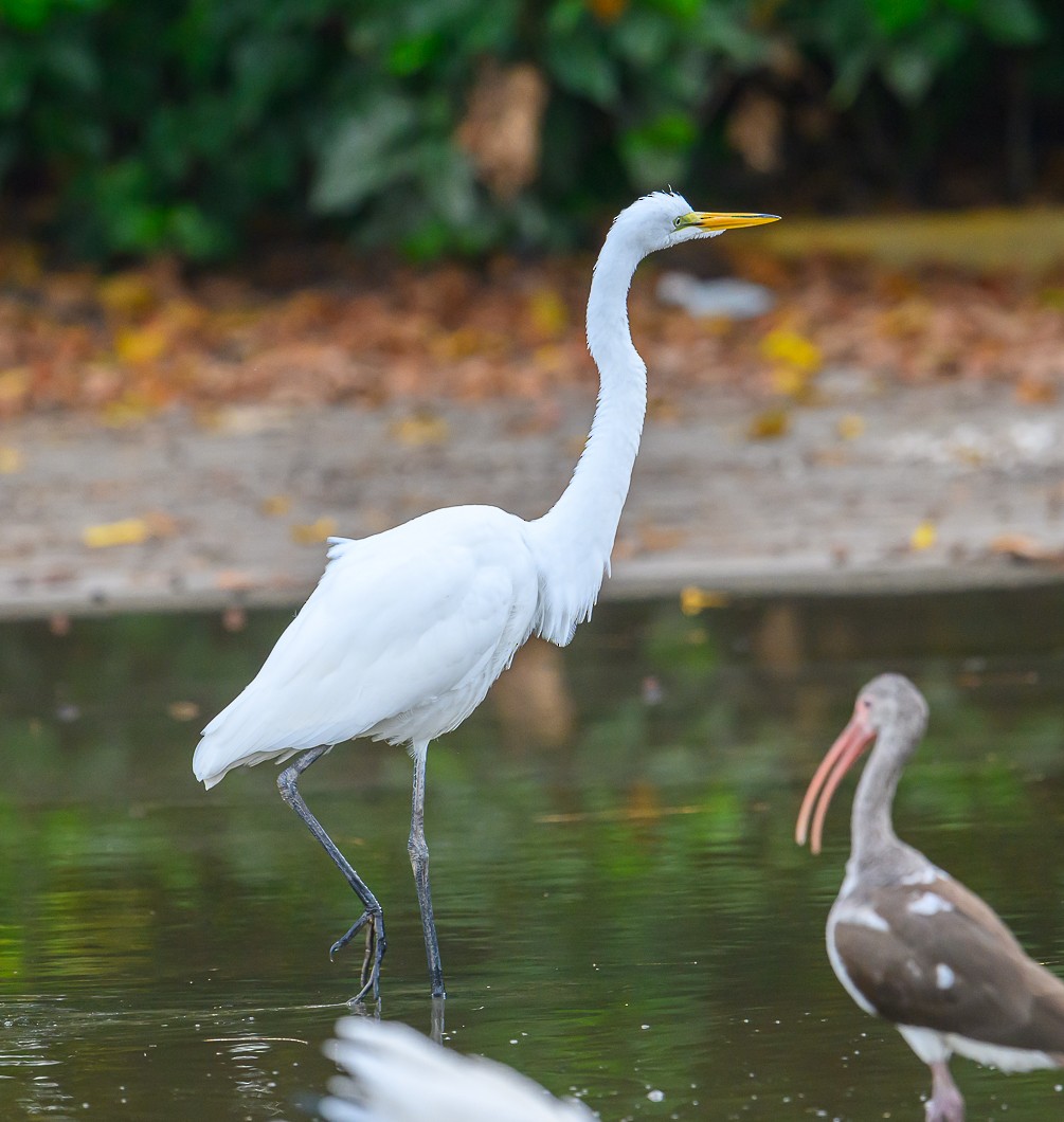 Great Egret - ML625573880