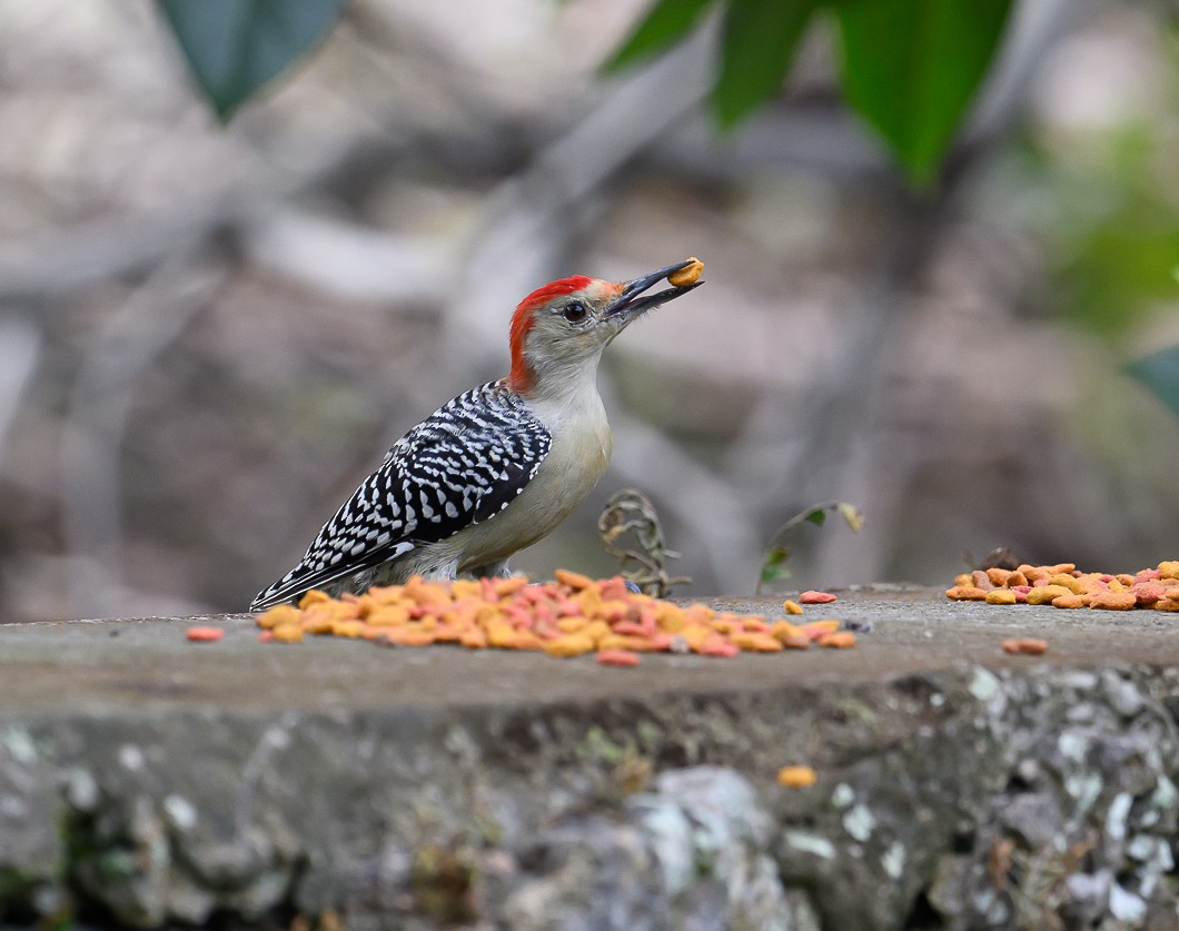 Red-bellied Woodpecker - ML625573920