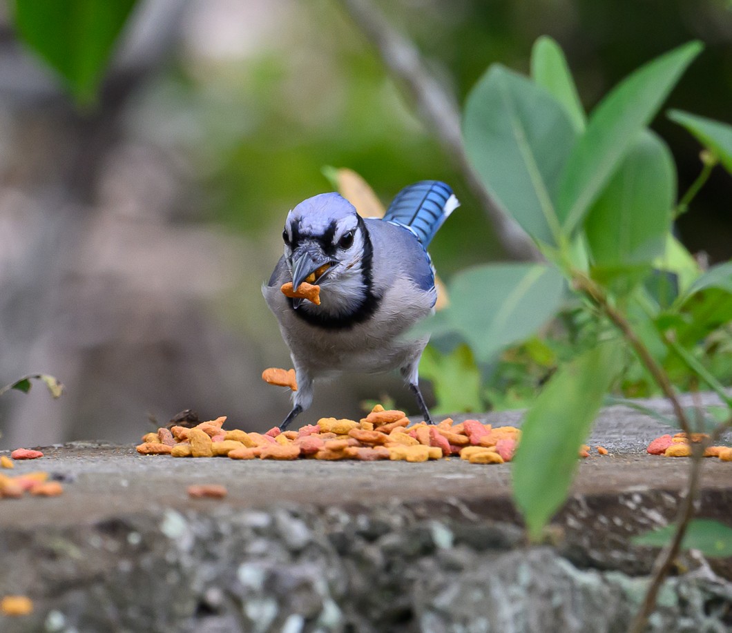 Blue Jay - ML625573943