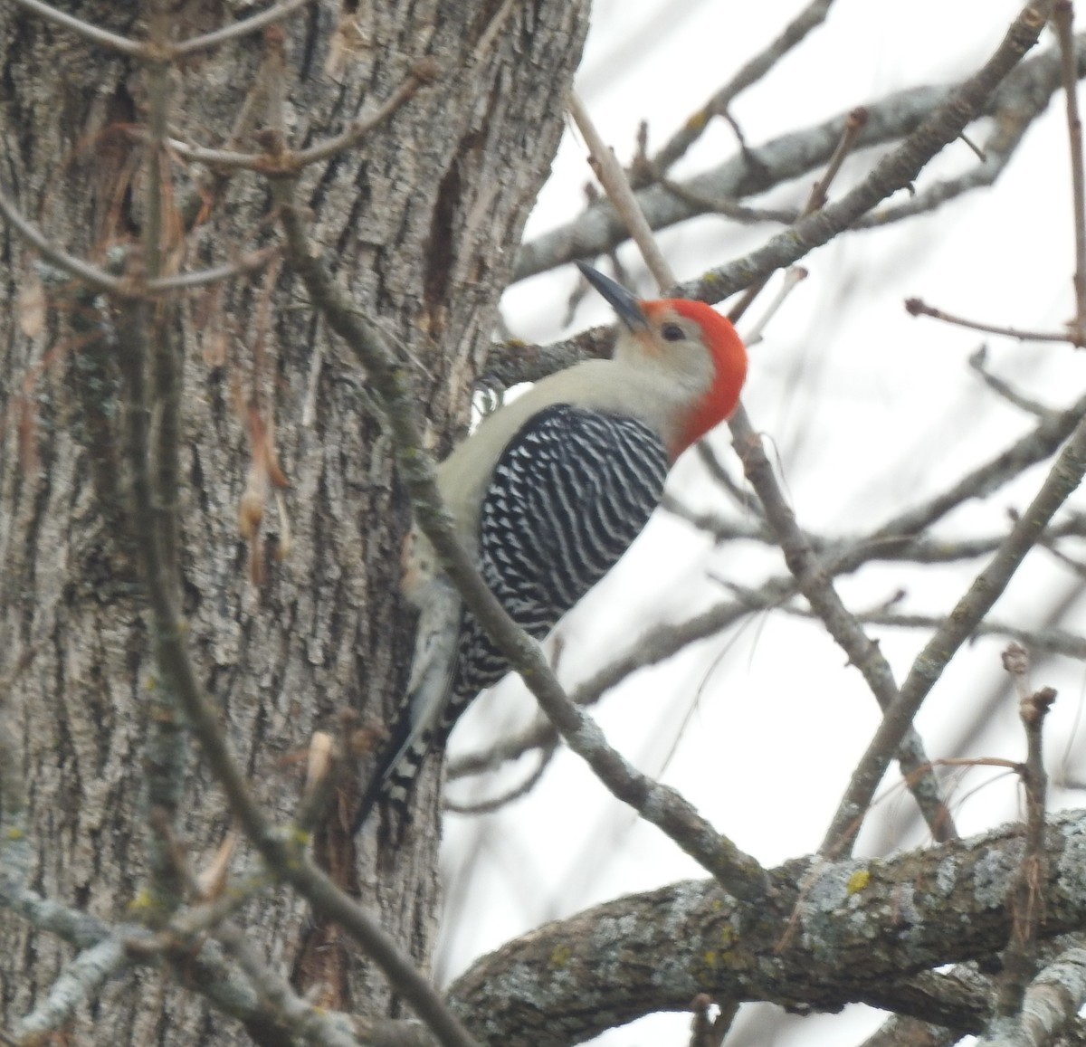 Red-bellied Woodpecker - ML625573983