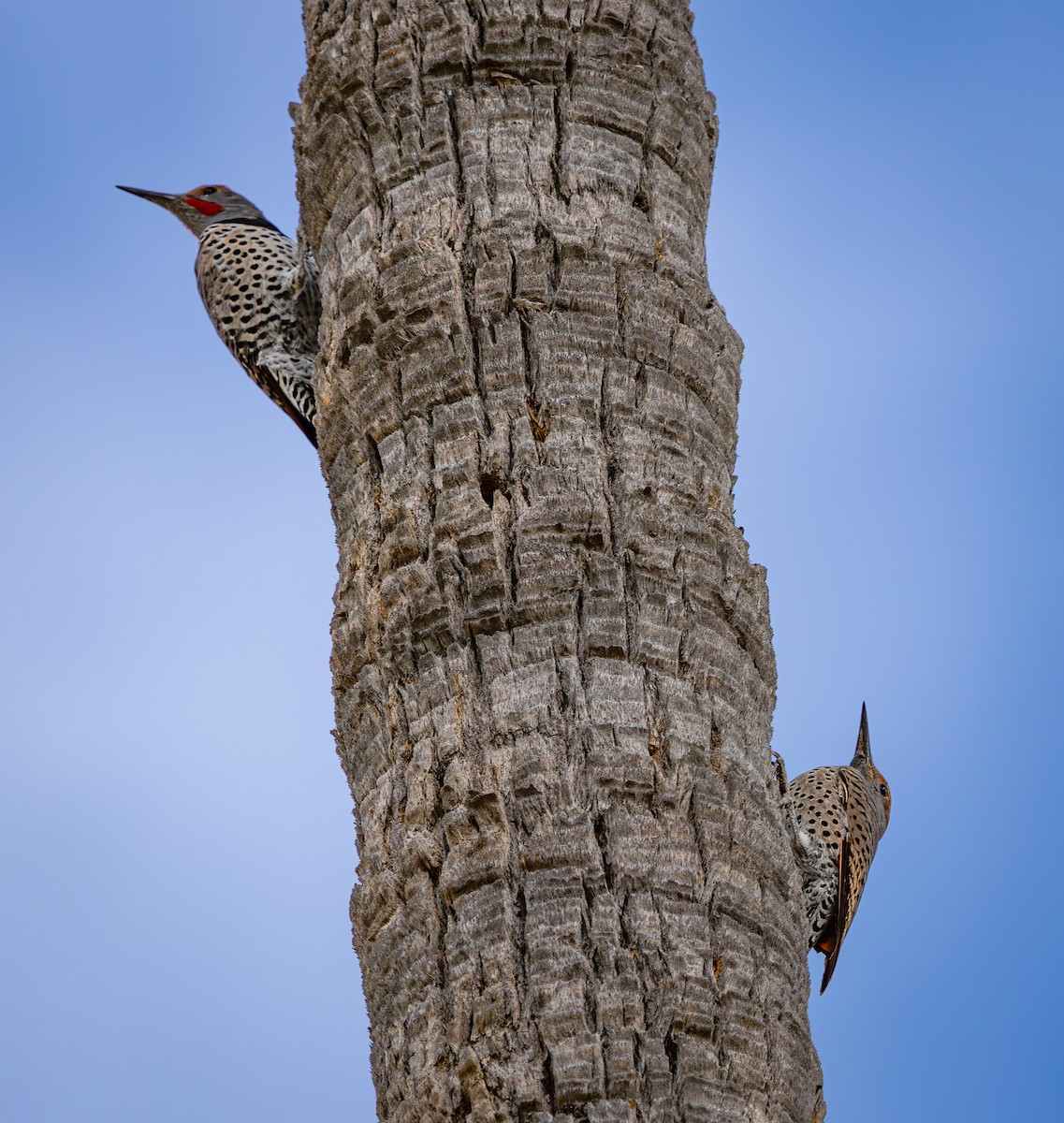 Northern Flicker (Red-shafted) - ML625573994