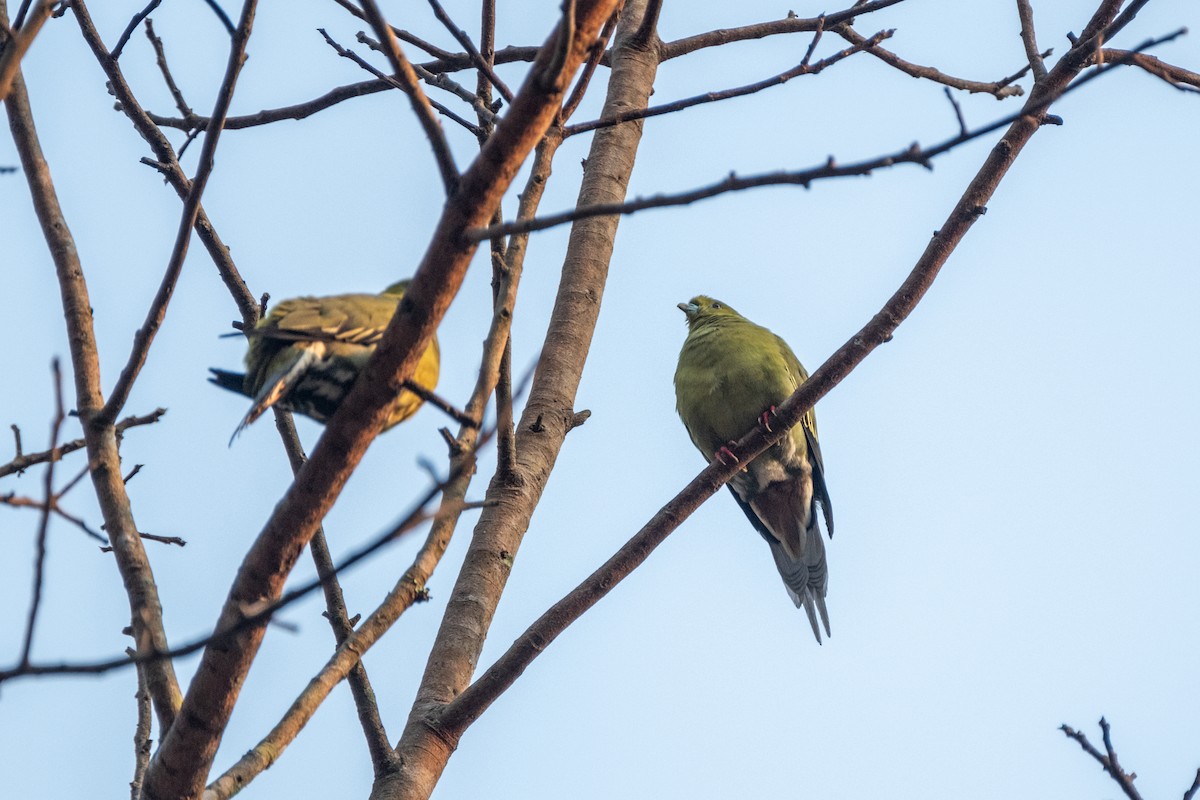 Pin-tailed Green-Pigeon - ML625574008