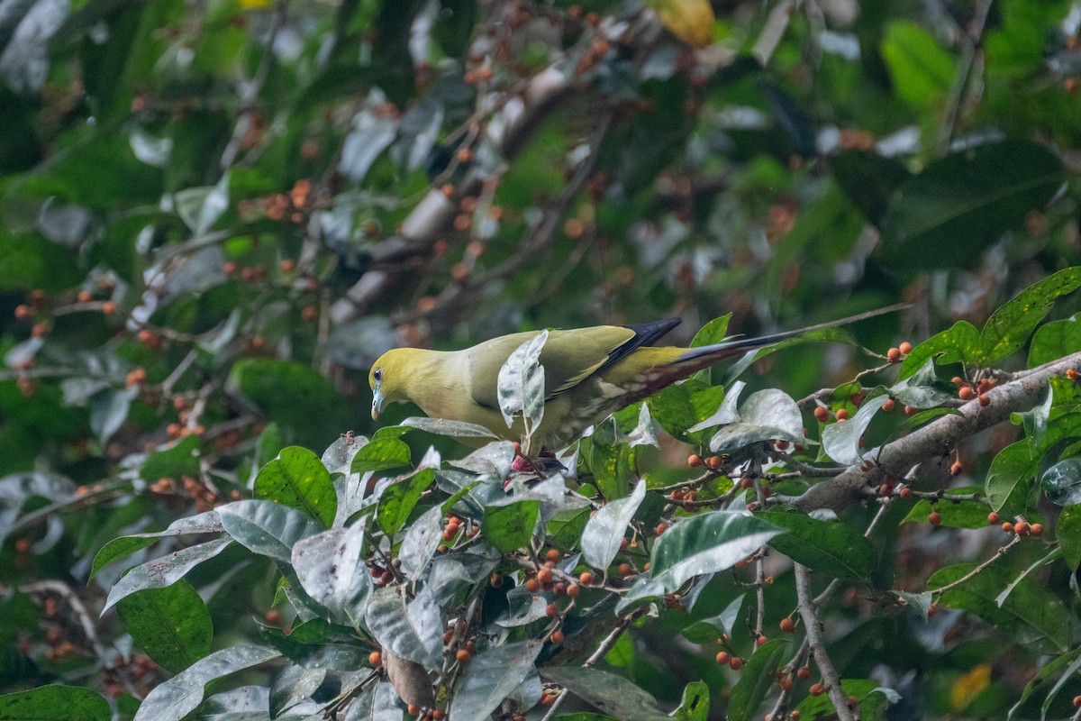 Pin-tailed Green-Pigeon - ML625574010