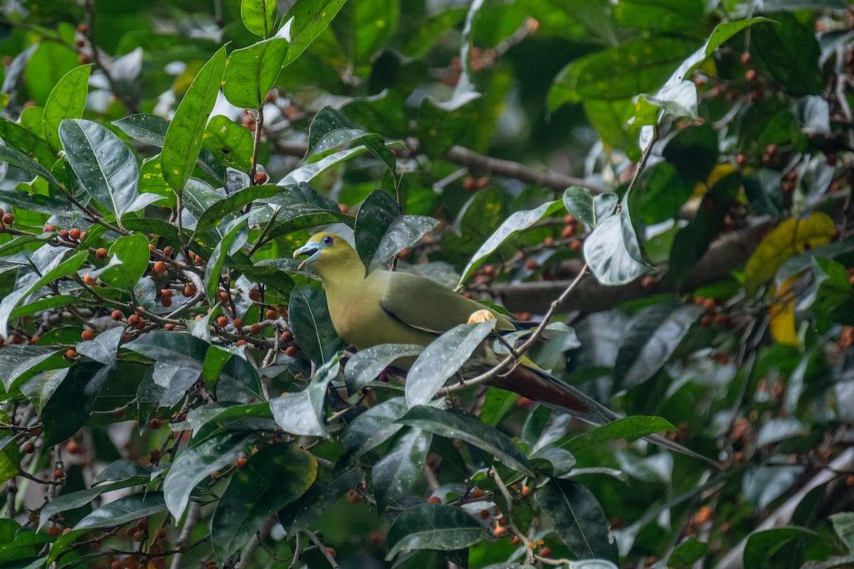 Pin-tailed Green-Pigeon - ML625574011