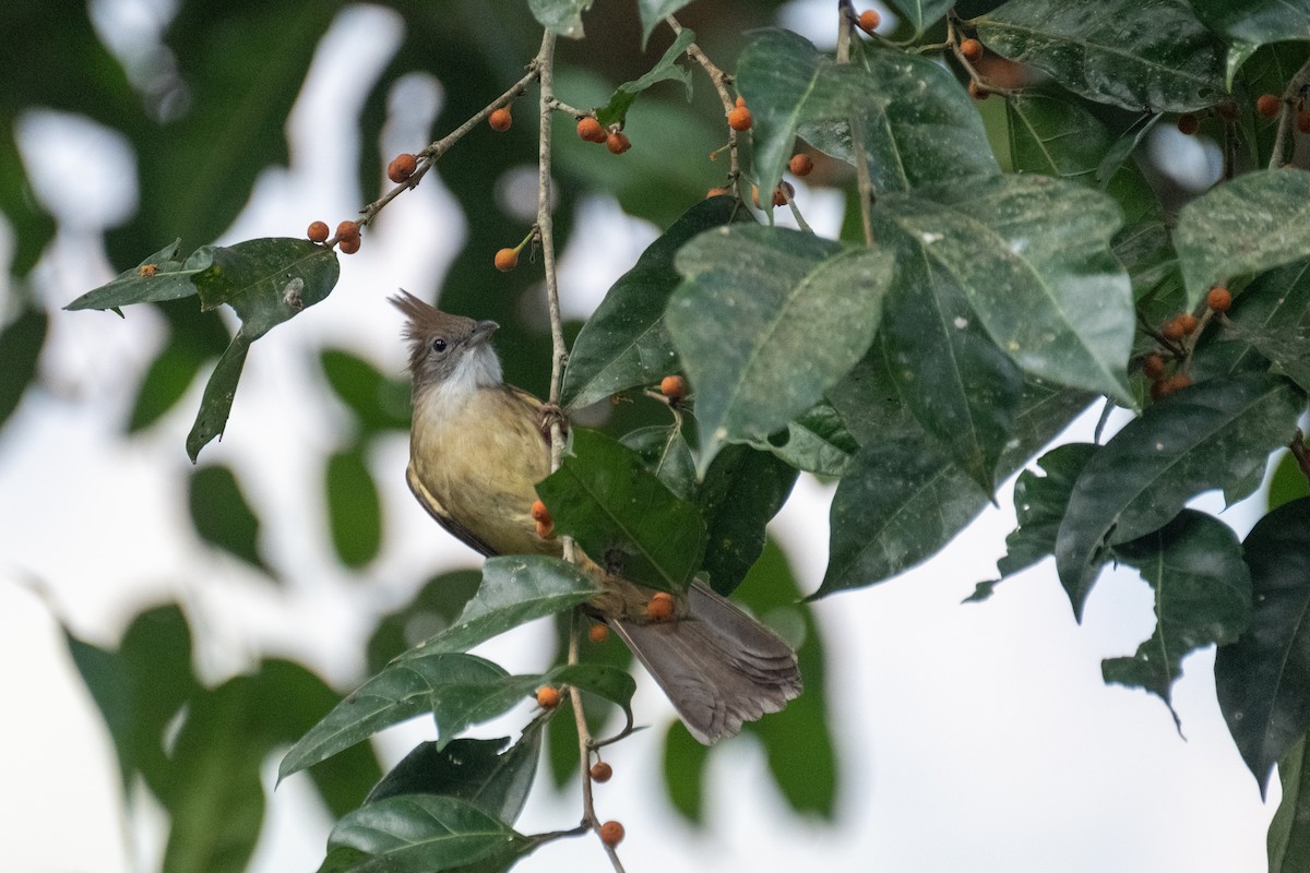 Puff-throated Bulbul - ML625574032