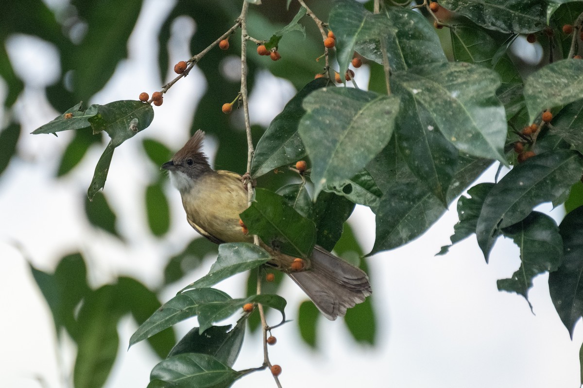 Puff-throated Bulbul - ML625574033