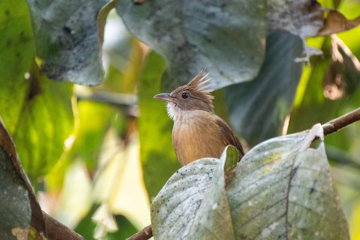 Puff-throated Bulbul - ML625574034