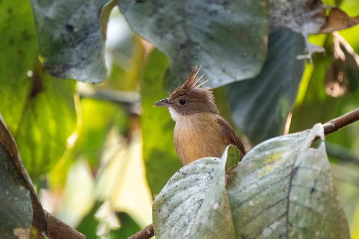 Puff-throated Bulbul - ML625574035