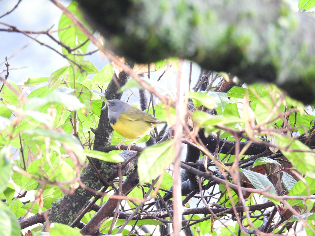 Mourning Warbler - Harley Gómez Ramírez