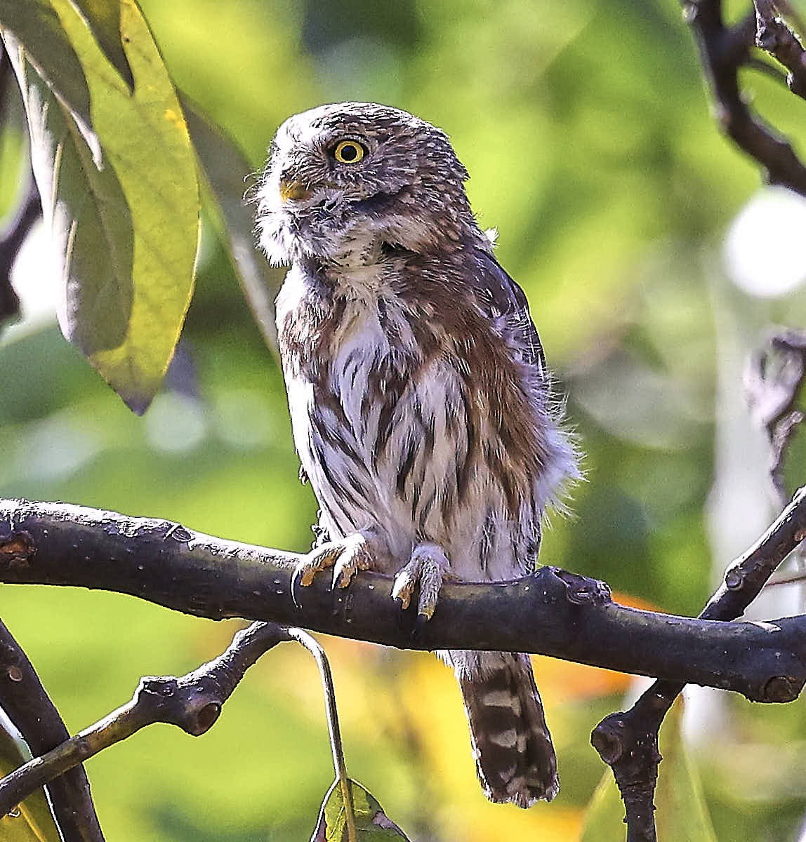 Peruvian Pygmy-Owl - ML625574043