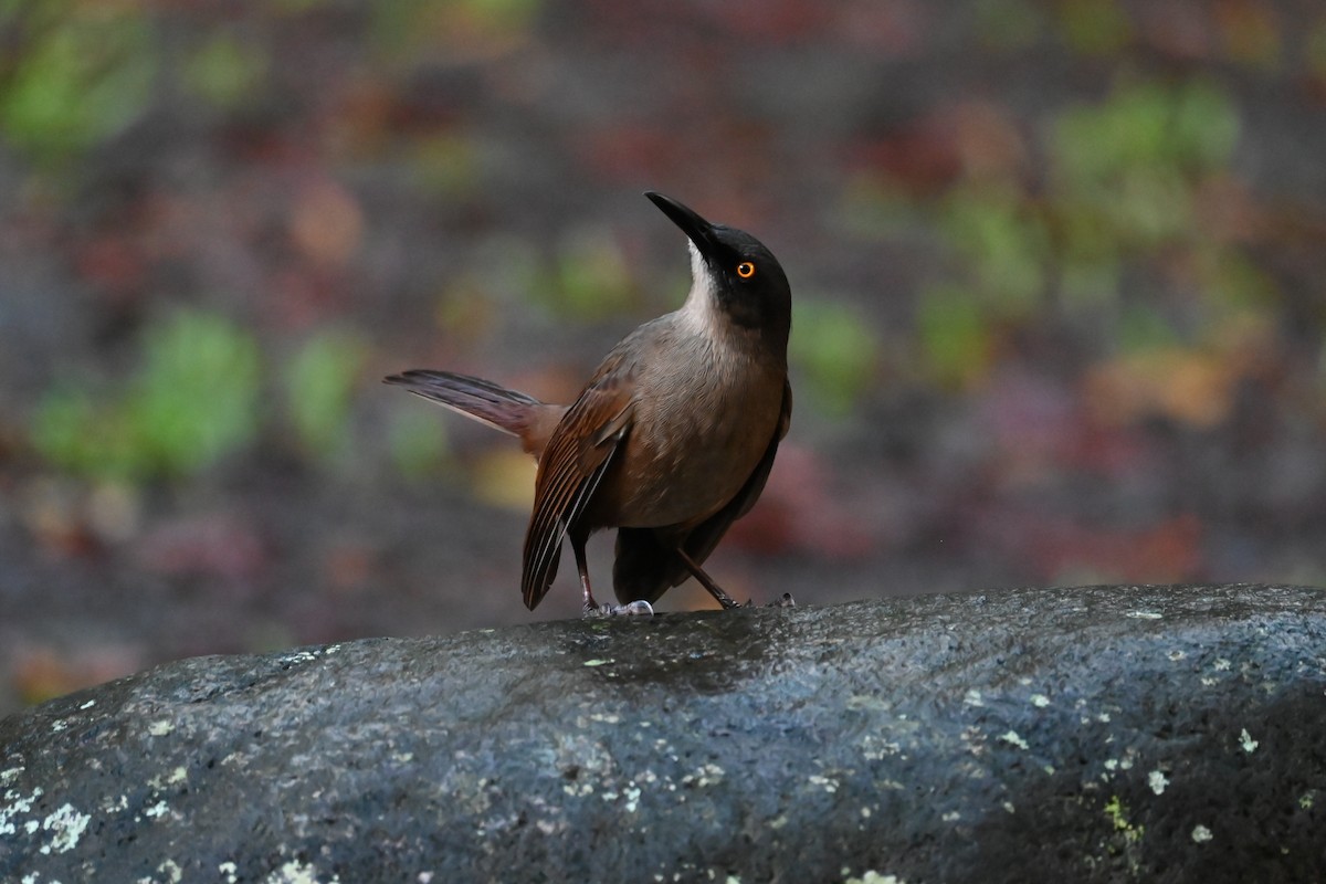 Brown Trembler - ML625574047