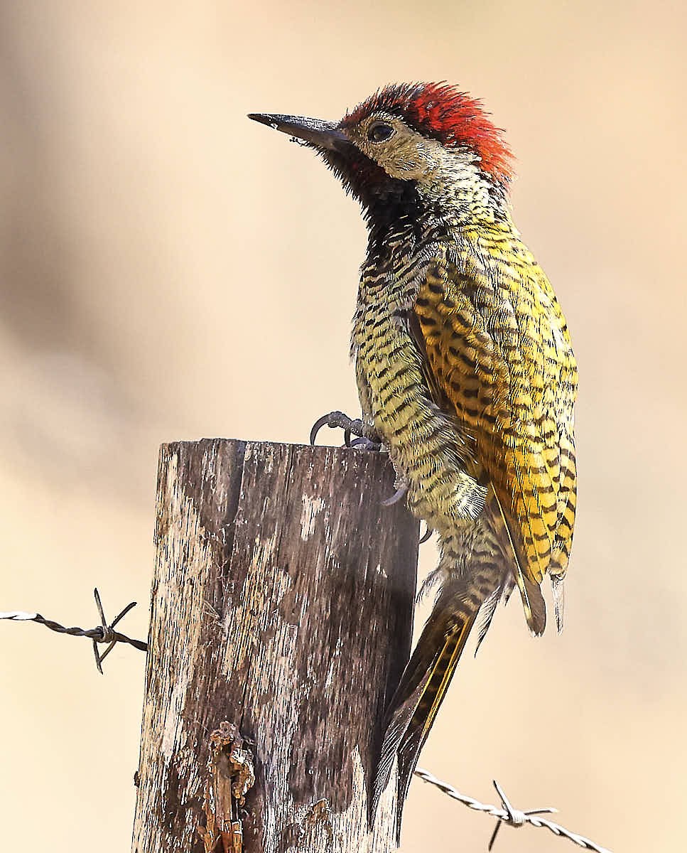 Black-necked Woodpecker - ML625574054