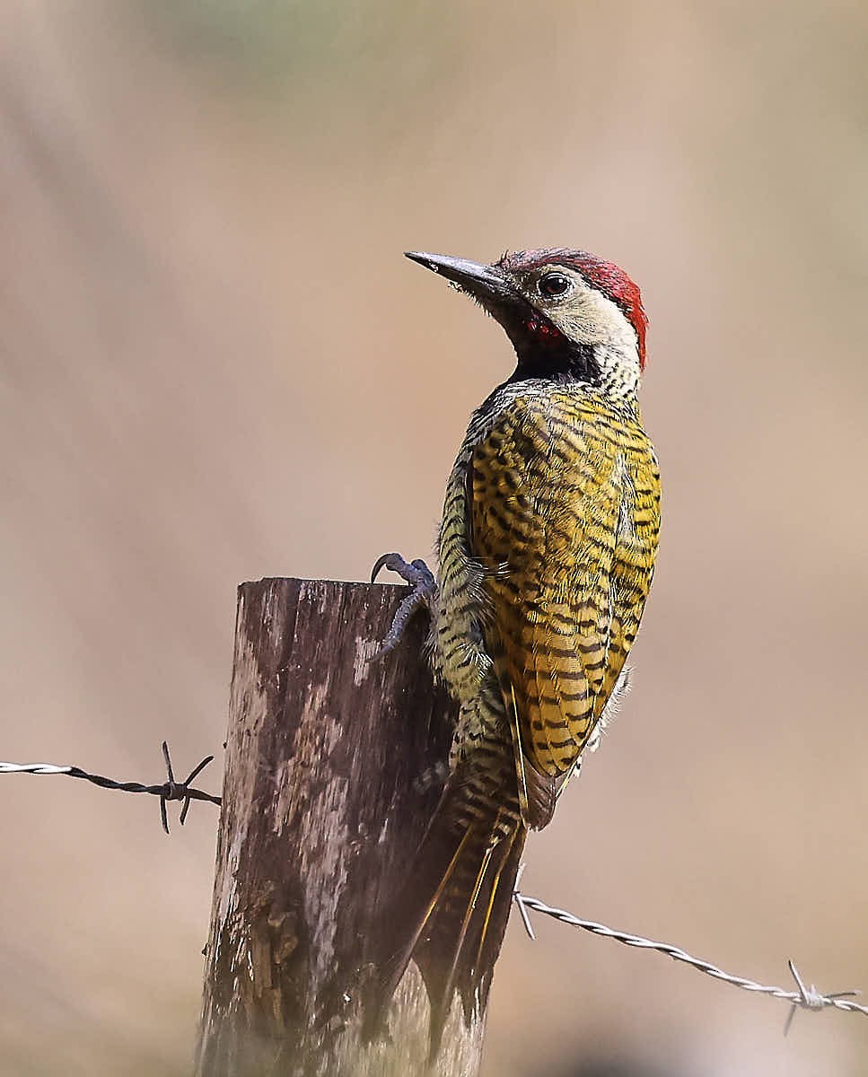 Black-necked Woodpecker - ML625574056