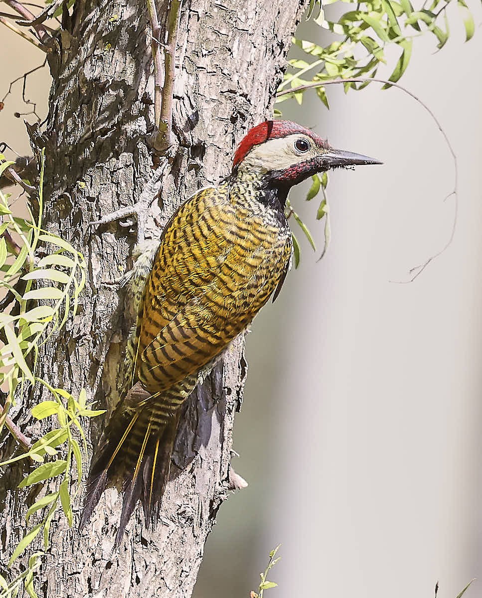 Black-necked Woodpecker - ML625574067
