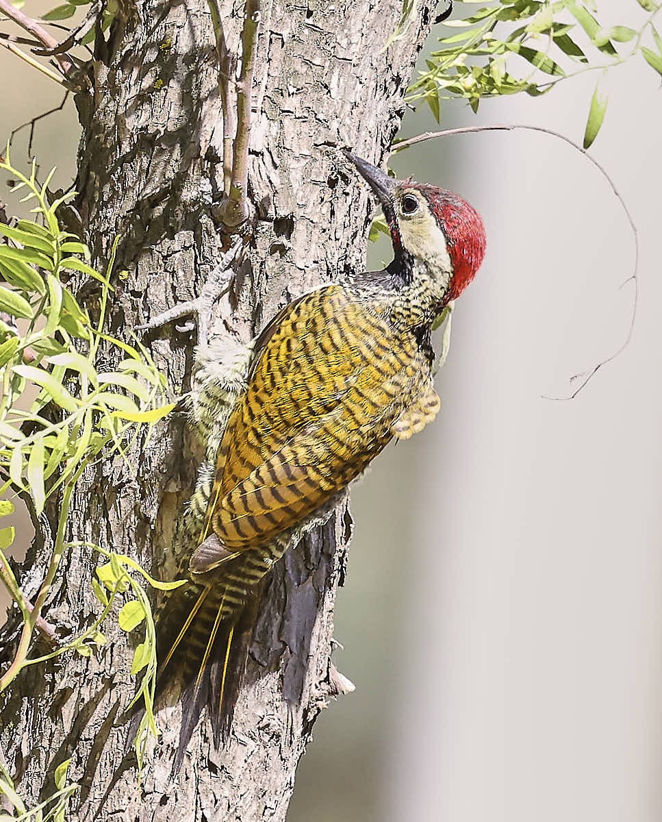 Black-necked Woodpecker - ML625574070