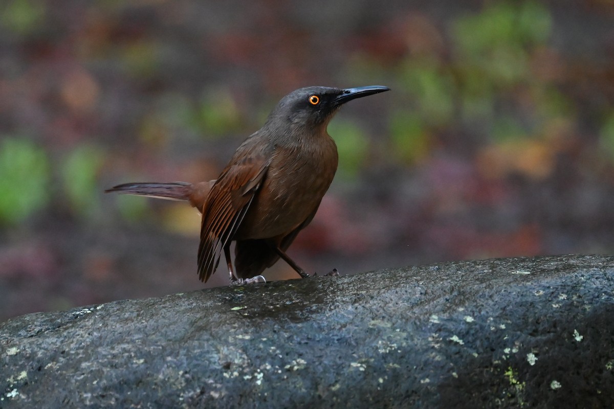 Brown Trembler - ML625574088