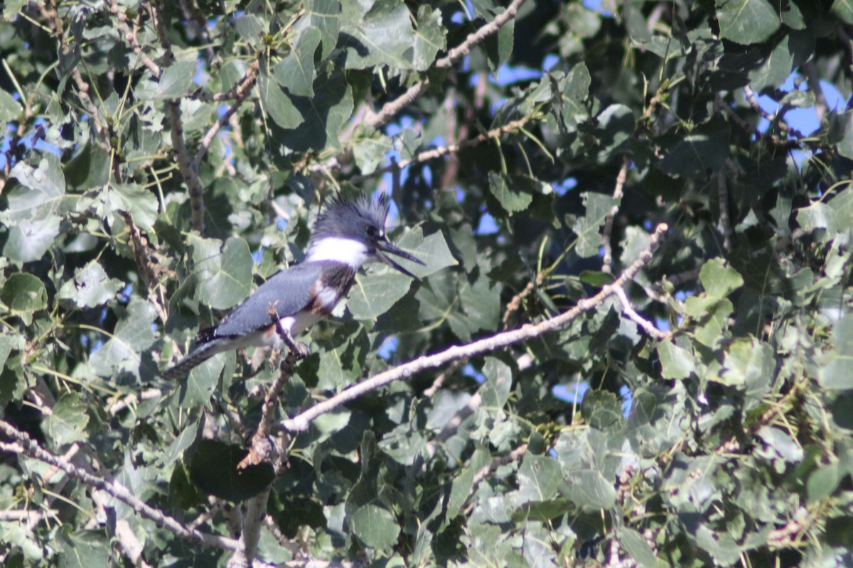 Belted Kingfisher - ML625574094