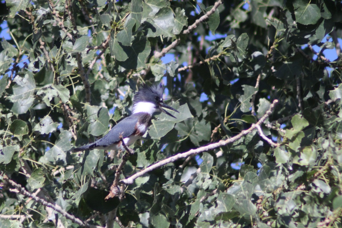 Belted Kingfisher - ML625574101