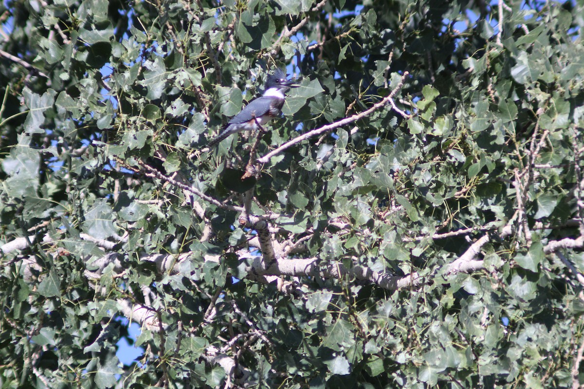 Belted Kingfisher - ML625574102