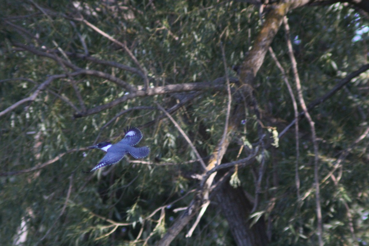 Belted Kingfisher - ML625574103